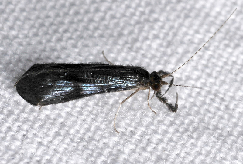 Leptoceridae:  Mystacides sp.